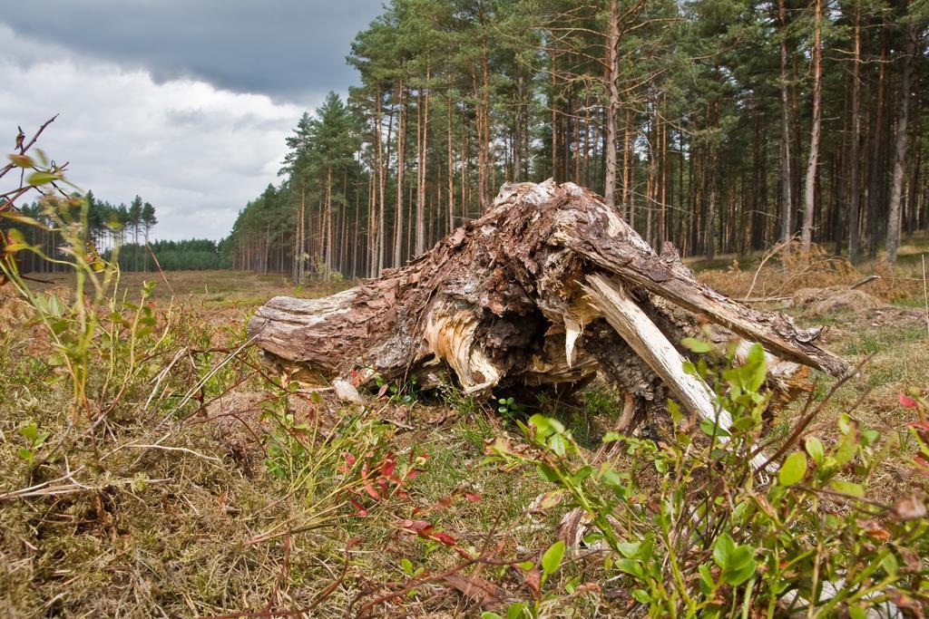 Agroturystyka Sominy Piotr Exterior foto