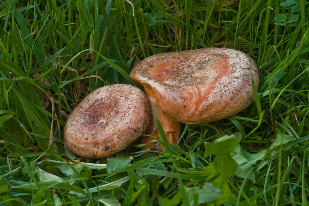 Agroturystyka Sominy Piotr Exterior foto